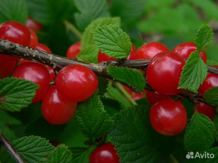 Вишня сладкая крупная морозостойкая