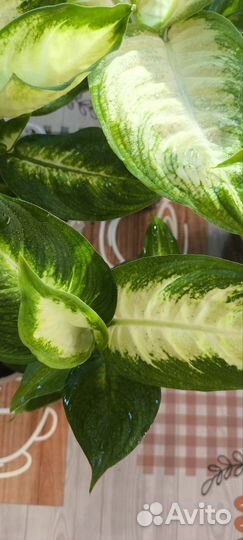 Диффенбахия камила