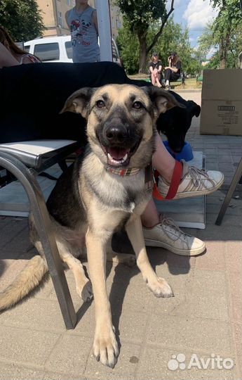 Собака в добрые руки