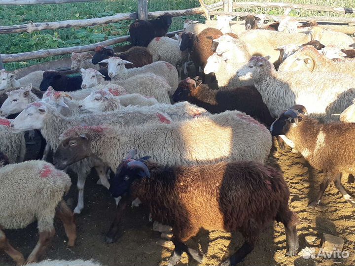 Овцы, бараны