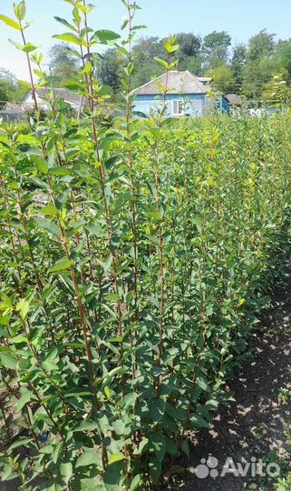 Жимолость сорт Колокольчик