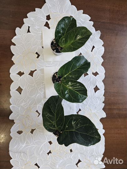 Фикус лирата