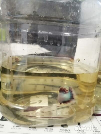 Аквариумные рыбки