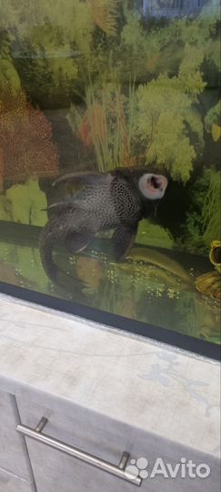 Аквариум с рыбками бу