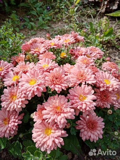 Хризантемы мультифлора