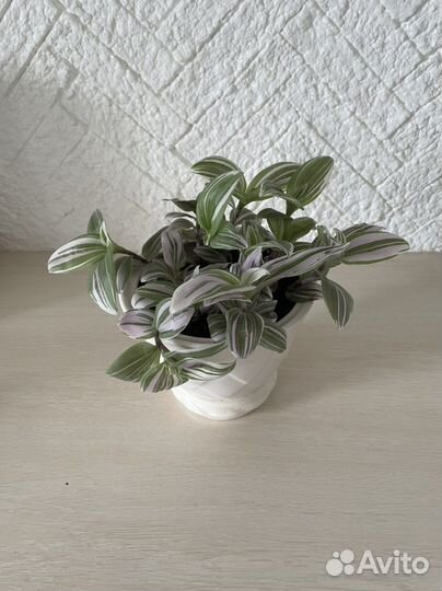 Традесканция в керамическом горшке