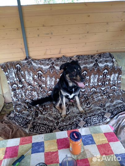 Собака в добрые руки отдам бесплатно