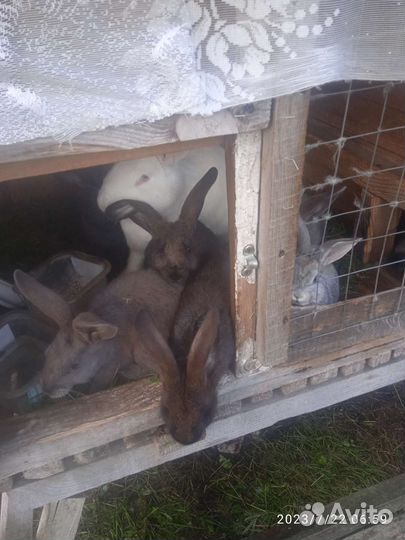 Продам крольчат