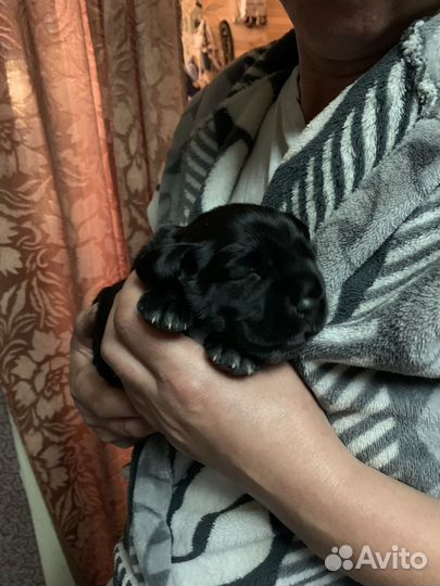 Собаки щенки спаниель