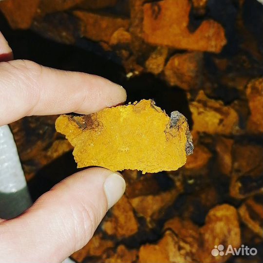 Березовая чага