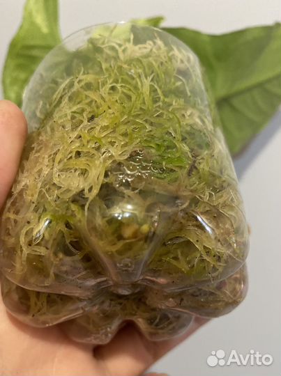 Сингониум imperial yellow