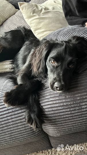 Собака (спаниель) в добрые руки