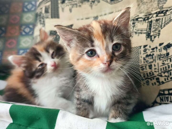 Котенок в добрые руки