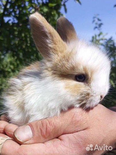 Декоративные кролики