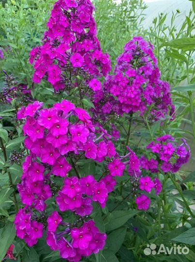 Многолетние цветы: Флоксы