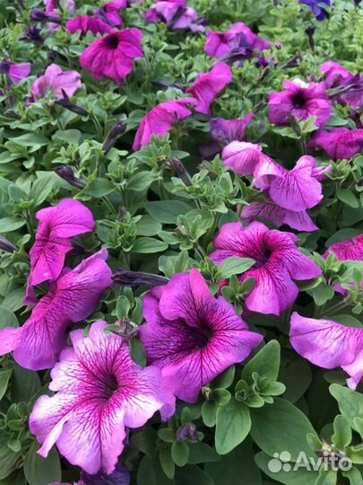 Петуния розовая, рассада