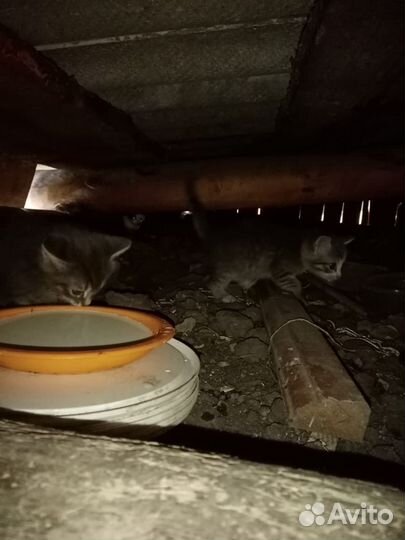 Котята (п. светлый, асиновский район)