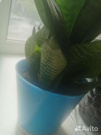 Сансевиерия