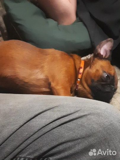 Пти брабансон вязка