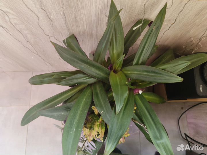 Рео традесканция разноцветный