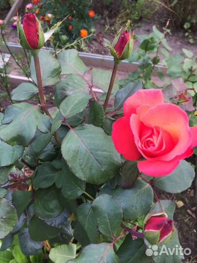 Хризантемы для сада