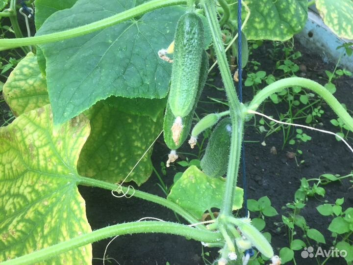 Облепиха. Вишня. Огурцы домашние. Крыжовник