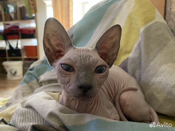 Передержка кошек и выгул собак