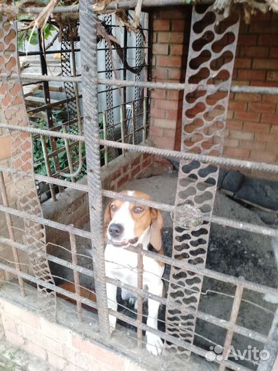 Эстонская гончая щенки