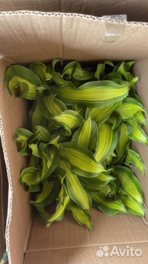 Цветы комнатные