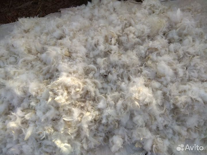 Гусиное перо