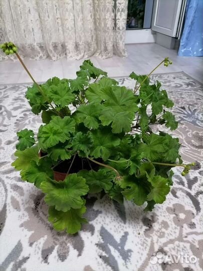 Пеларгония Леона Галактика