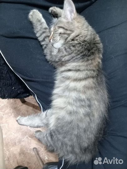 Кошечка в добрые руки