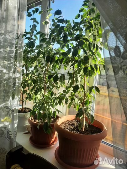 Фикус бенджамина