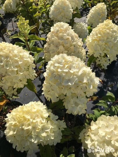 Гортензия метельчатая