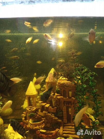 Малавийские цихлиды