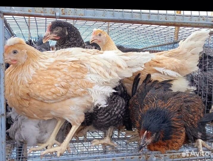 Куры несушки и петухи