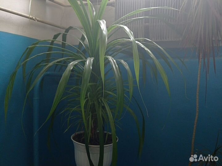 Комнатные цветы драцена