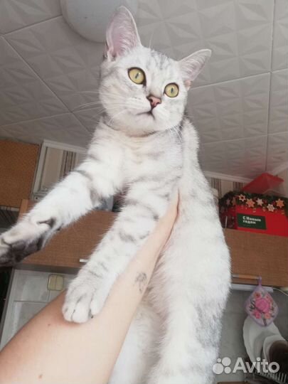 Котенок британец вискас