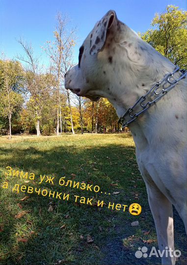 Американский питбуль вязка