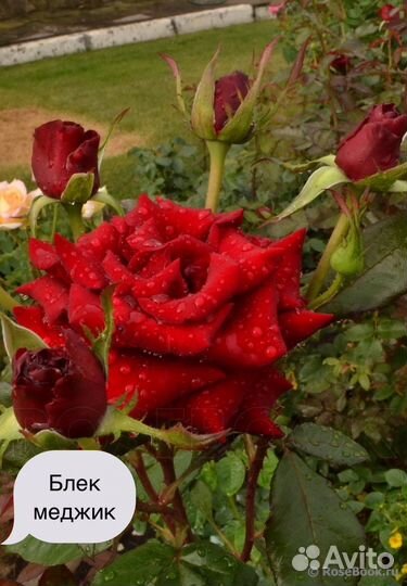 Саженцы роз