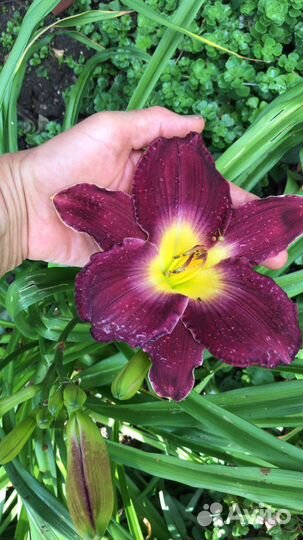 Лилейники сортовые