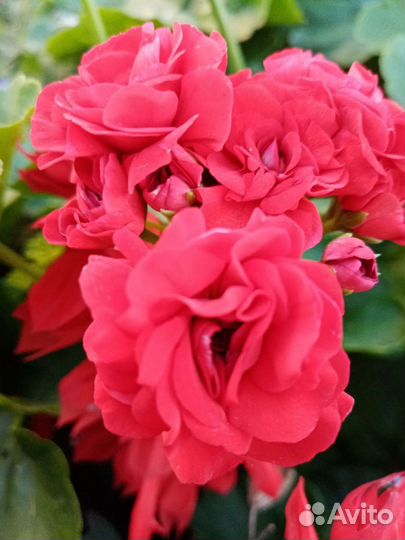 Пеларгония розебудная