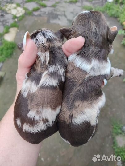 Мальтипу эксклюзивные мерле