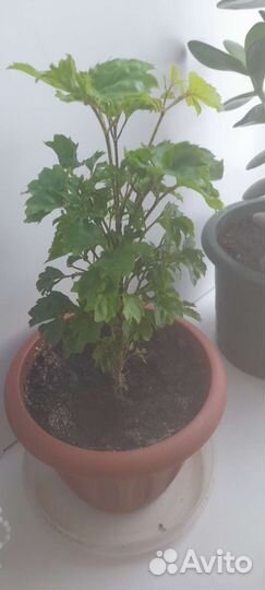 Комнатные цветы