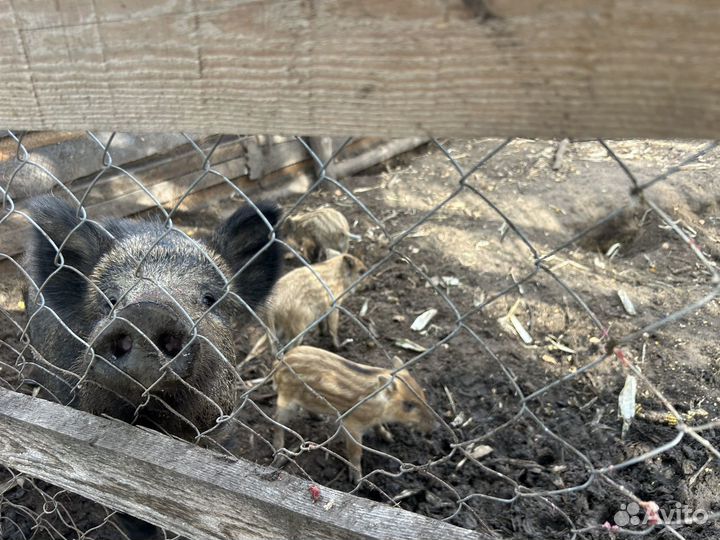 Дикий кабан