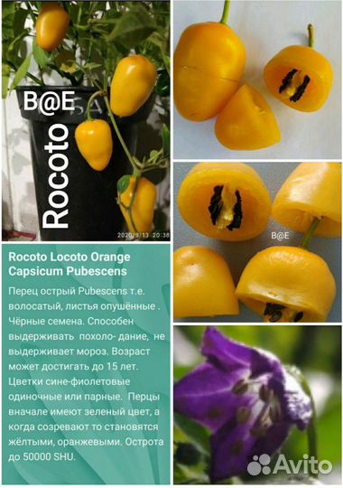 Семена острый перец Jalapeno, Халапеньо