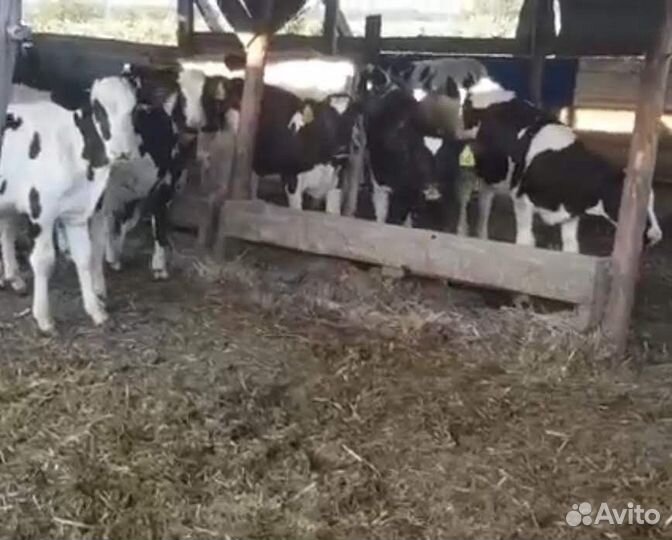 Бычки и телята