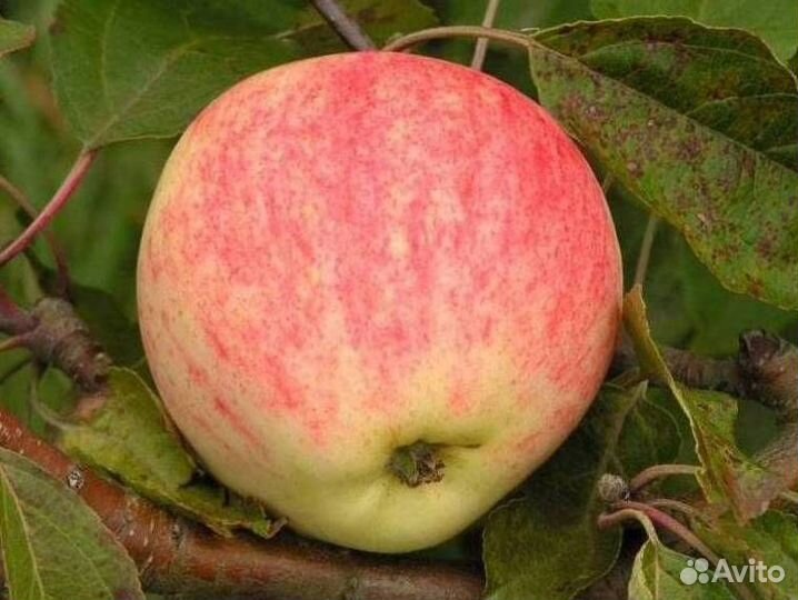 Саженцы яблони Мечта