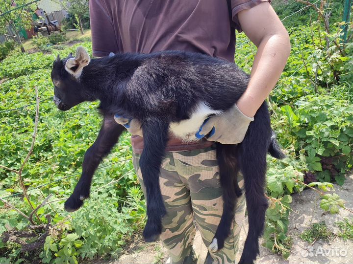 Зааненские козы