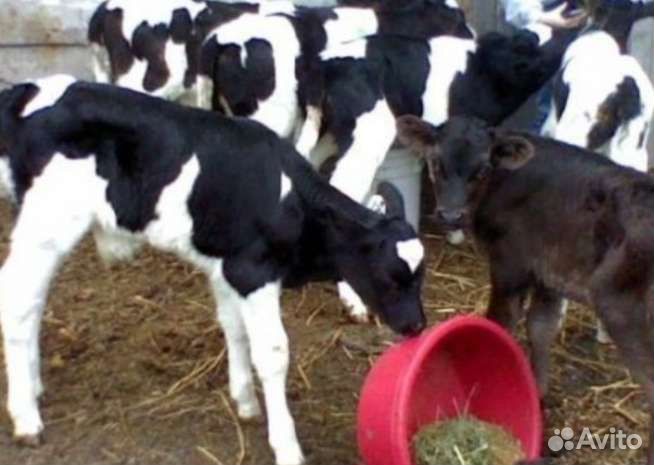 Бычки телята скороспелые